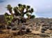 Joshua_Tree_April_2003_
