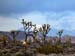 Joshua_Tree_April_2003_