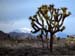 Joshua_Tree_April_2003_