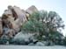 Joshua_Tree_April_2003_