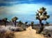 Joshua_Tree_April_2003_