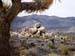 Joshua_Tree_April_2003_