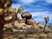 Joshua_Tree_April_2003_