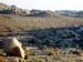 Joshua_Tree_April_2003_