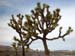 Joshua_Tree_April_2003_