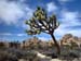 Joshua_Tree_April_2003_