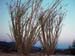 Joshua_Tree_April_2003_