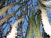 Joshua_Tree_April_2003_