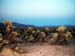 Joshua_Tree_April_2003_