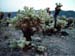 Joshua_Tree_April_2003_