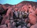 Joshua_Tree_April_2003_