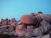 Joshua_Tree_April_2003_