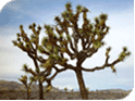 Joshua Tree - April 2003