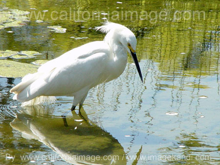 Snowy Egret in a Pond