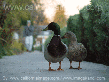 Two Ducks on Venice Beach