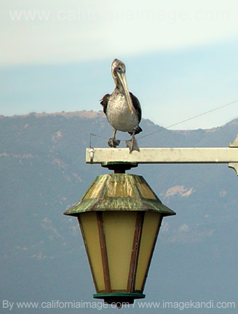 Pelican On A Lamp