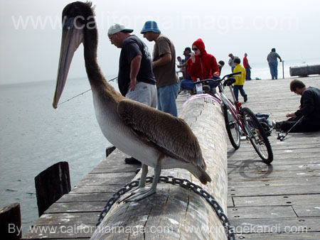 Fishing in Santa Barbara