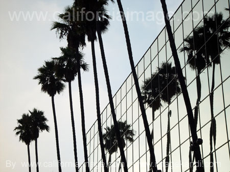 Hollywood Palms and Glass