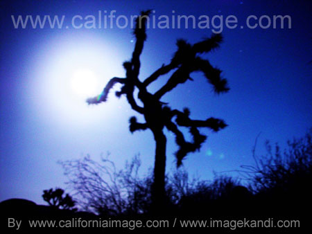 Joshua Tree Night Full Moon by californiaimage.com