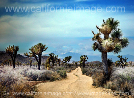 Joshua Tree a Road by californiaimage.com