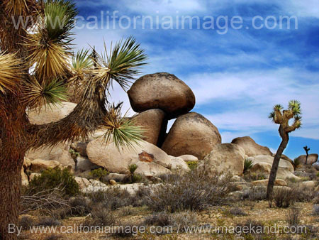 Joshua Tree by californiaimage.com