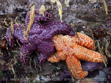 Couple of Sea Stars