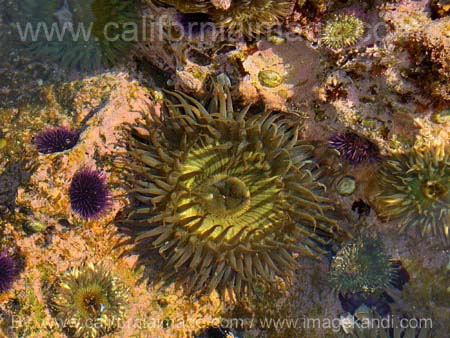 Malibu-Nov-2003 (Sea Stars DSC00023)