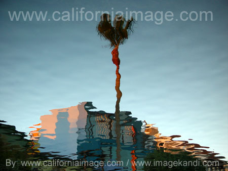 Palm and Houses Reflections
