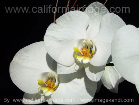 White Orchid
