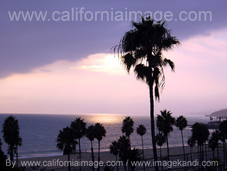 Pacific Palisades Palms