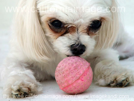 Dog With a Ball