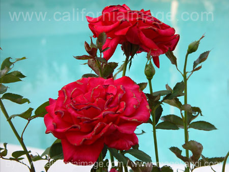 Roses and the Pool