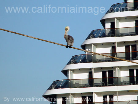 Pelican in Long Beach