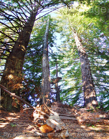 Coastal Redwood