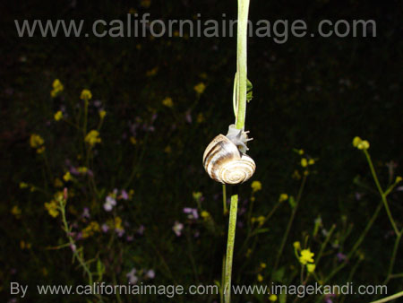 Snail on a Stem at Night