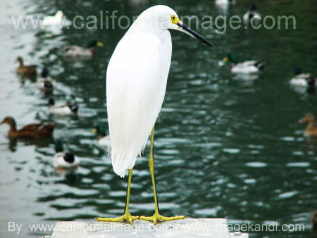 Snowy Egret on Venice Canals
