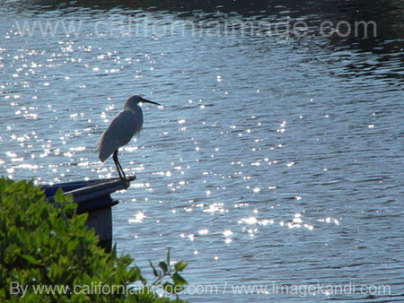 Snowy Egret on Venice Canals Sparkle