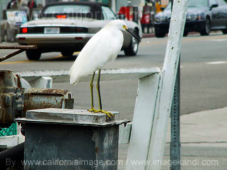 Snowy Egret on Venice Boulevard