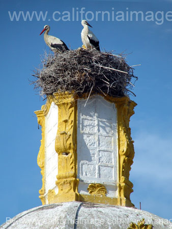 Crane Nest