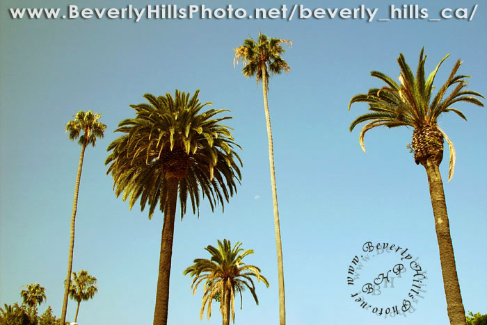 Beverly_Hills_palms_2