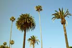 Beverly_Hills_palms_2