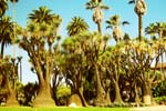 in_Beverly_Hills_desert_garden
