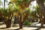 in_Beverly_Hills_desert_garden_2