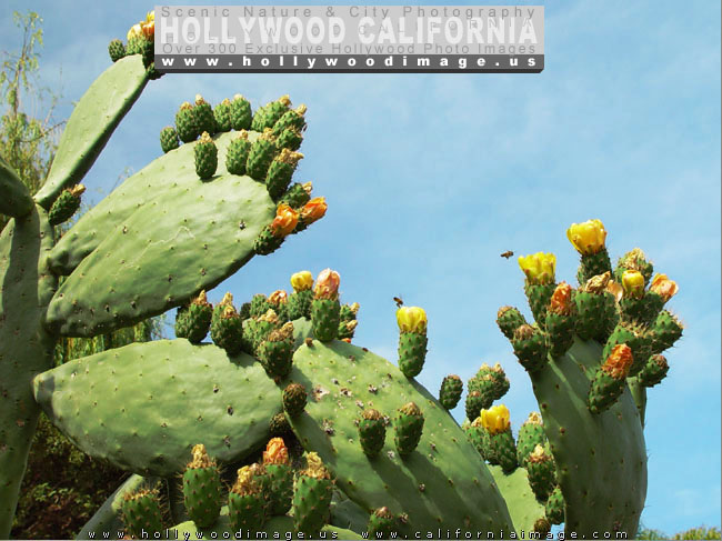 Hollywood-hills-plants-cacti-3
