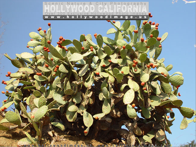 Hollywood-hills-plants-cacti
