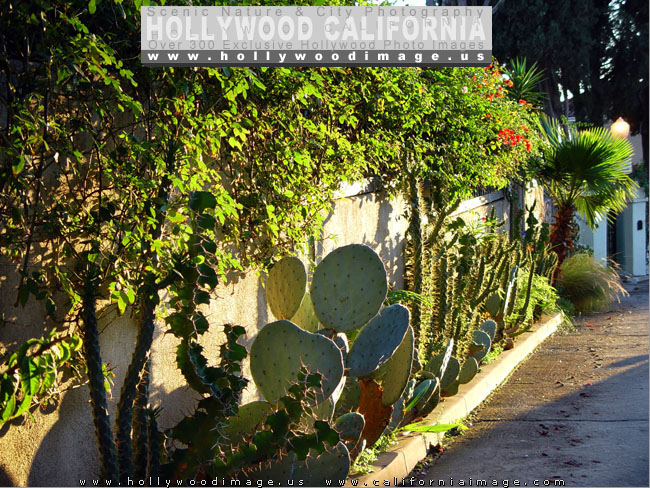 Hollywood_Hills_Street-2