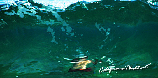 In The Water