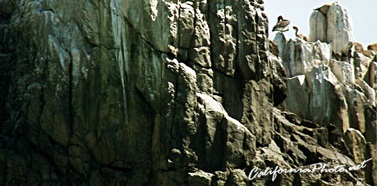 Pelican Cliff