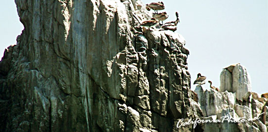Pelican Cliff