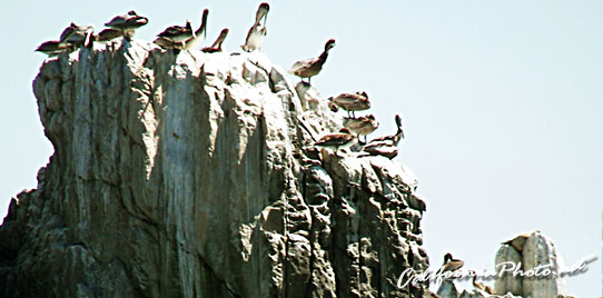 Pelican Cliff